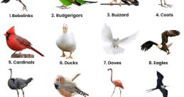 Bird group Library