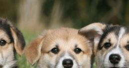 Three Dog Type your text and hear it in the voice of Three Dog.