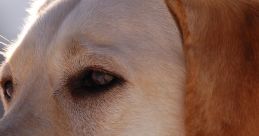 Labrador