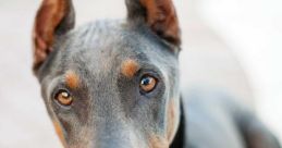 Doberman
