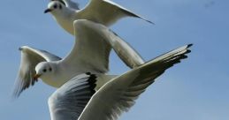 Flock