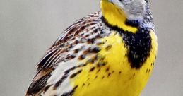 Meadowlark