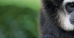 Gibbon