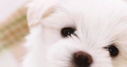 Puppy