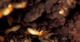 Termites