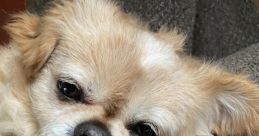 Blop