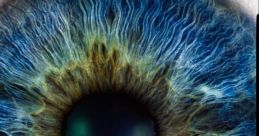 Eye