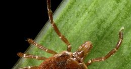 Tick