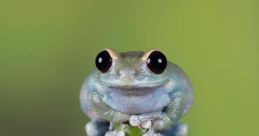 Frogs