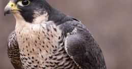 Falcon