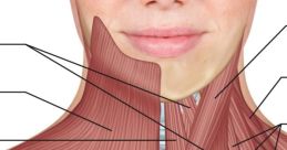 Neck