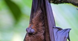 Bats