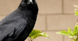 Crow