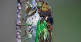 Cicada