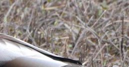 Mallard