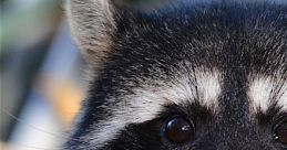 Raccoon