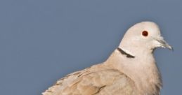 Dove