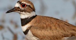 Killdeer