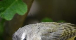 Warbling