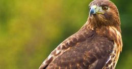 Hawk
