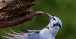 Bluejay