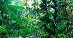Rainforest