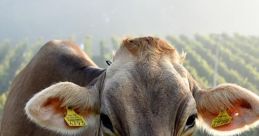 Cow