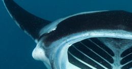 Ray