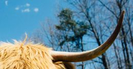 Yak