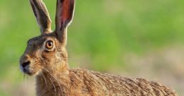 Hare