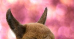 Alpaca