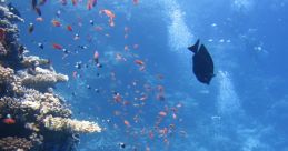 Underwater