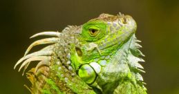 Iguana