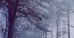 Fog