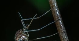 Mosquito