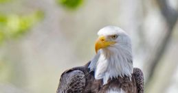 Eaglet The of a young Eaglet Bird echoes through the vast wilderness, piercing the silence with its melodious chirping. The