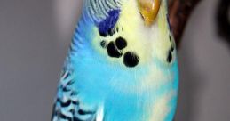 Parakeet If you've ever been in the presence of a parakeet, you know that these colorful little birds are quite vocal.