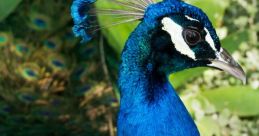 Peacock