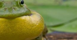 Croaking
