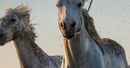 Galloping