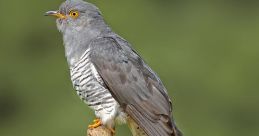 Cuckoo