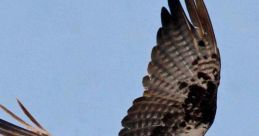 Osprey