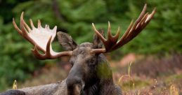 Moose