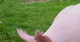 Pig