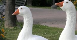 Geese