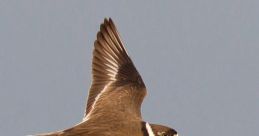 Semipalmated