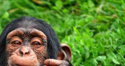 Chimpanzee