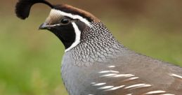 Quail