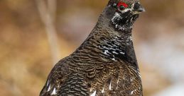 Grouse