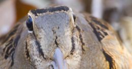 Woodcock